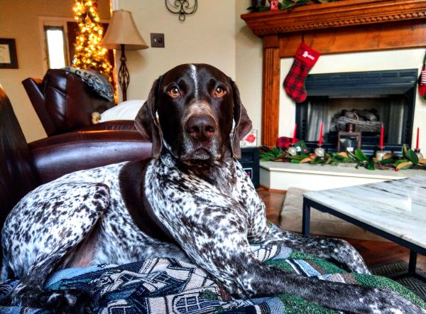/images/uploads/southeast german shorthaired pointer rescue/segspcalendarcontest2019/entries/11375thumb.jpg